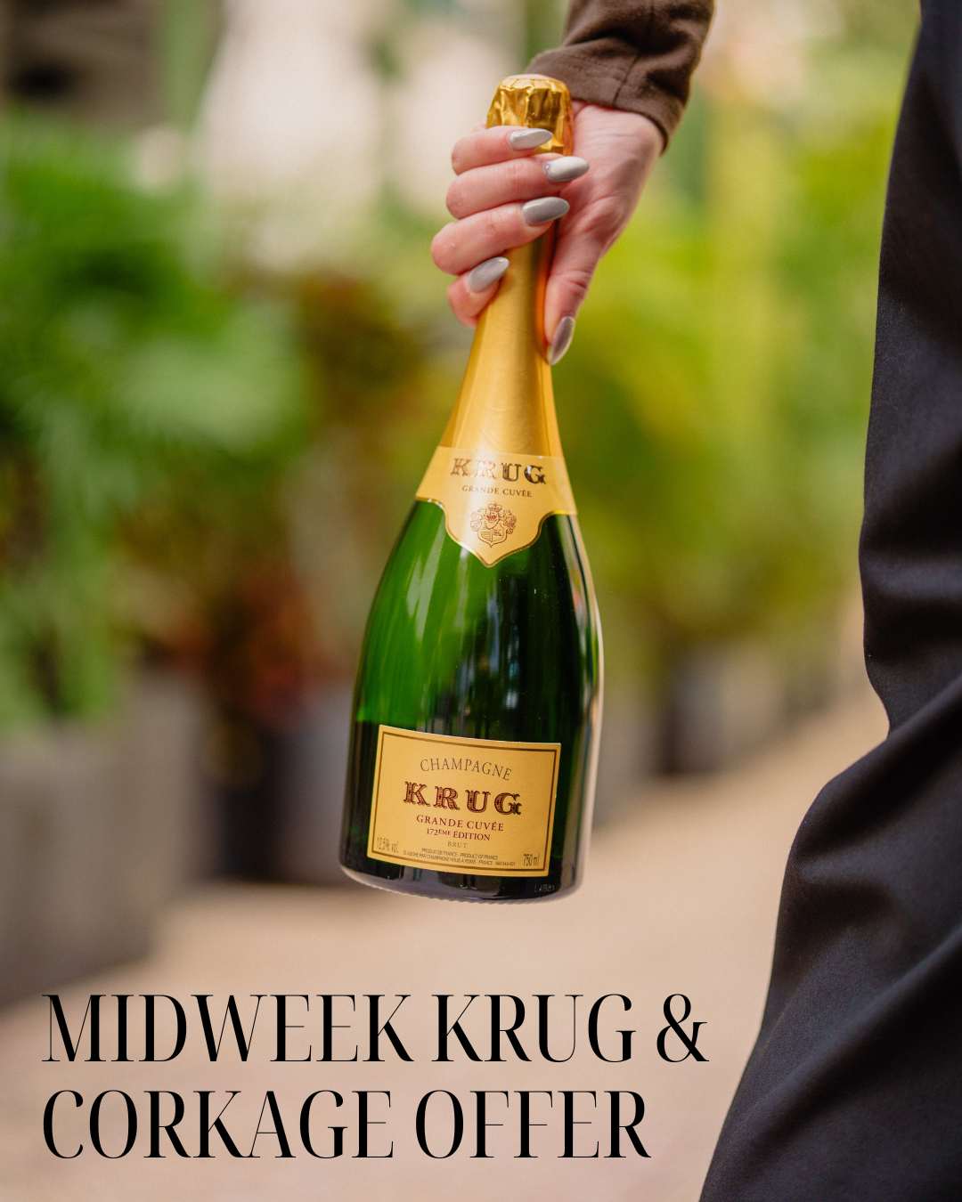 Krug Offer
